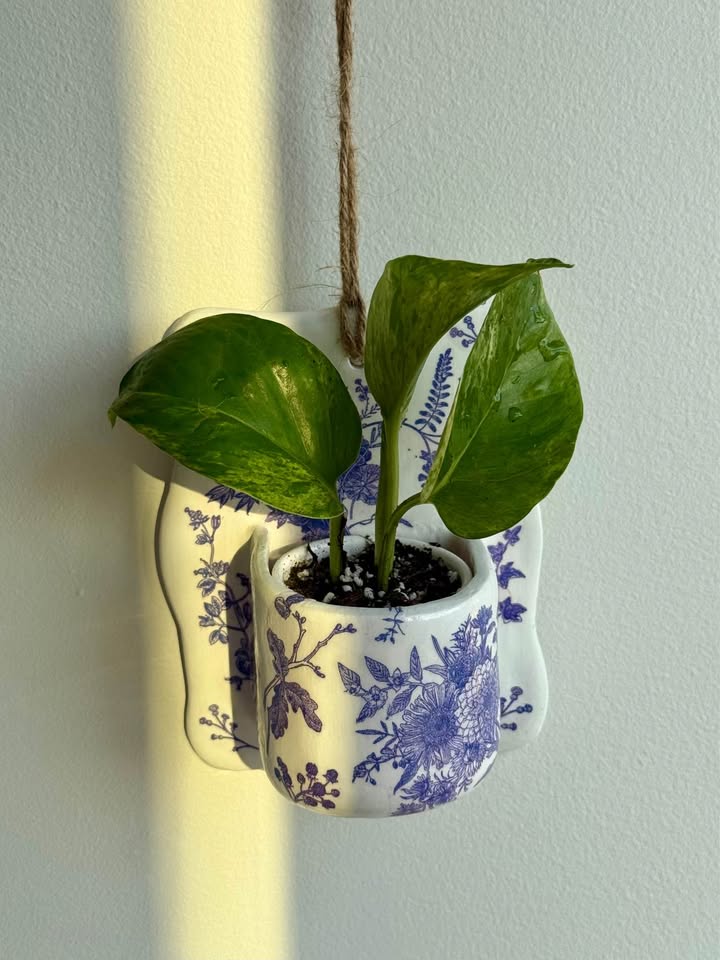 Wall Planter + free Pothos