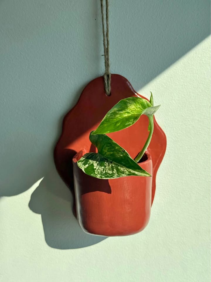 Handmade Wall Planter + free plant