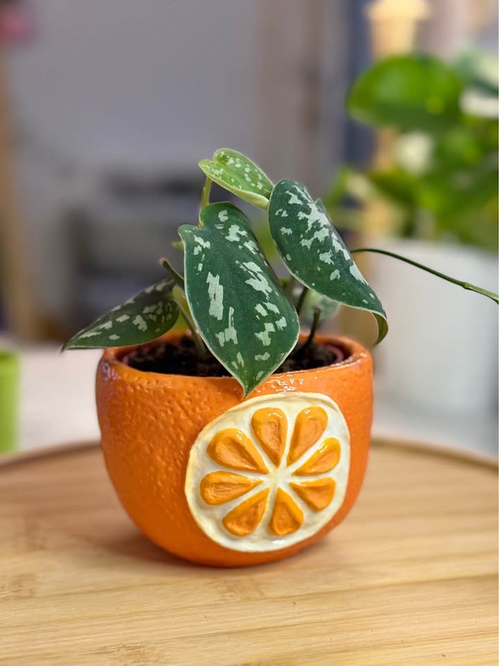 Orange Planter + free plant