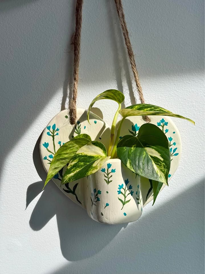 Wall Planter + free Pothos Plant